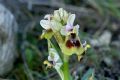 Ophrys tenthredinifera subsp. neglecta